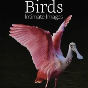 Express Delivery Birds: Intimate Images
