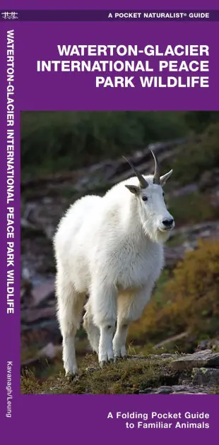 Limited Offer Glacier National Park Wildlife: An Introduction to Familiar Species (Pocket Naturalist Series)